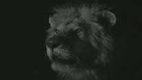 Male lion at night