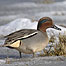 Teal (Image c/o RSPB Images/Gomersall)
