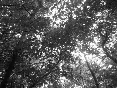 Black & white trees