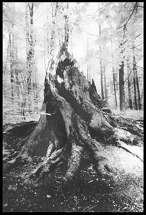 Tree stricken by lightning - Moyola Estate near Castledawson
