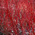 Cornus alba ‘Sibirica’, Red-barked dogwood