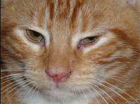 Kitten 