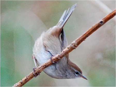 Bird