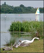 Picture: Mute swansand signets on the edge of Whitlingham Great Broad