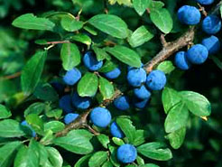 An droigheann dubh