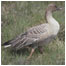 Pink Footed Goose RSPB