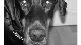 Dog Dog