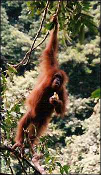 macado