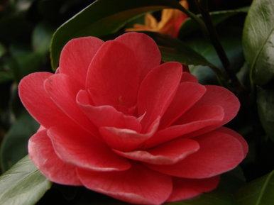 Pink flower