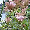 Filipenula rubra 'Venusta'