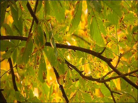 Damaged leaves