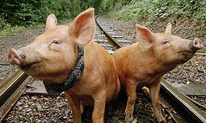 The Tamworth Two