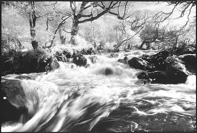 Winter tree scene at River Moyola
