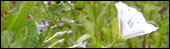 Field Bindweed 