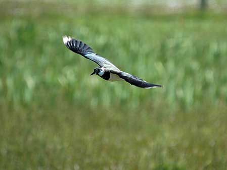 Bird in flight