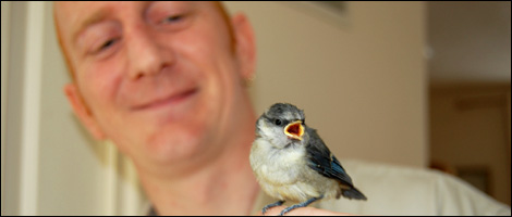 Blue Tit Webcam - Dave Charles
