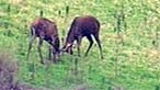 Red deer