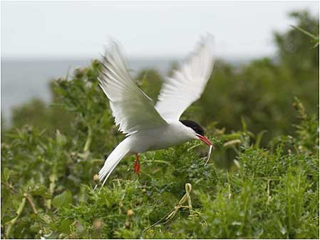 Tern