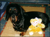 A dog and pudsey