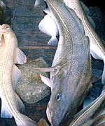 Cod