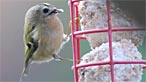 Goldcrest. Photo: Lottie2008