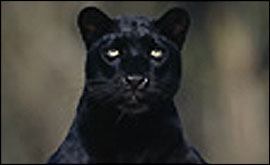 Big cat