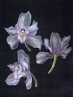 Anne Hunt
