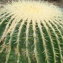 Golden Barrel cactur