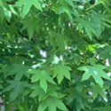 Liquidambar, Sweet gum