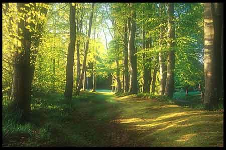 Trees on Moyola Golf Course
