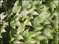 ivy