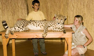 Adesh Sundarasan travels to South Africa to look at the plight of the cheetah