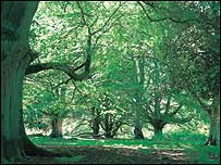 New Forest