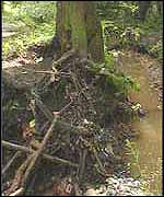 Moseley Bog