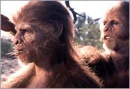 Homo habilis