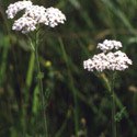 Achillea millefolium, Yarrow