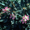 Rosa glauca, Shrub rose