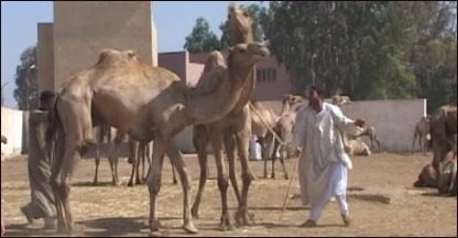 Camelos