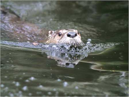 Otter swimming