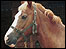 Picture: pony