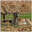 Deer c/o Andrew Davies