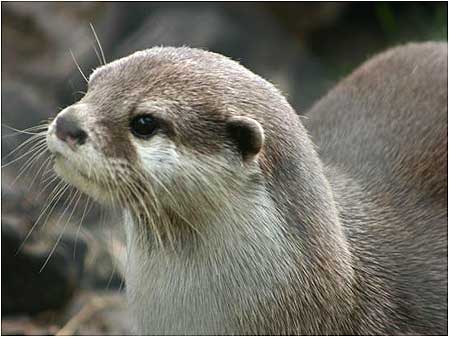 Otter