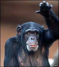 Macaco