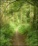 Picture: Woodland hill path
