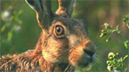 Hare