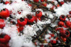 Magic of Winter