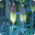 Kniphofia caulescens - a frost-hardy plant