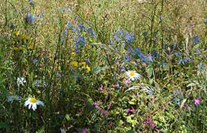 Meadow