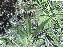 Maconha