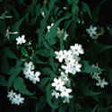 Jasminum officinale, Jasmine